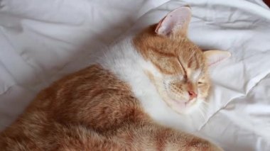 Cute and fluffy domestic orange tabby cat falling asleep and trying to keep his eyes open on a white duvet, well-lit space, Toronto, Ontario, Canada.
