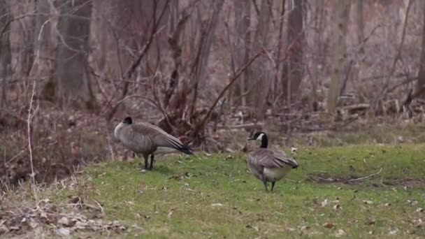 Nairn Ontario Canada April 2020 Two Mature Canada Geese Wander — Stock video