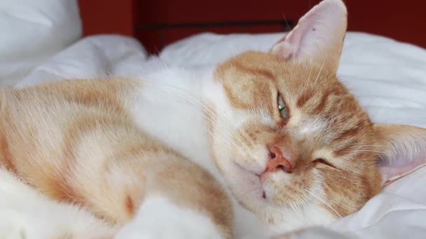 Cute Fluffy Domestic Orange Tabby Cat Falling Asleep One Eye — Stock video