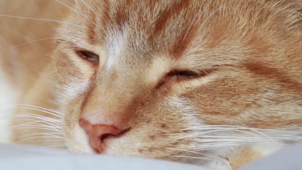 Niedliche Und Flauschige Orangefarbene Hauskatze Schläft Ein Und Versucht Die — Stockvideo