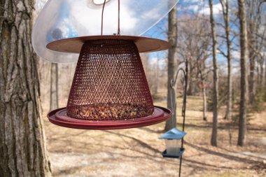 A transparent, rust-coloured metal bird feeder with a clear squirrel dome on top, hanging from an iron frame on a deciduous tree in London, Ontario, Canada during the spring time.  clipart