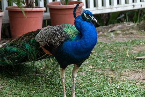 Bridgetown, Barbados - March 21 2021: A large male peacock - Indian Peafowl - struts around the front lawn of a local hotel on an overcast day. Standing in front of planters in a grassy garden.
