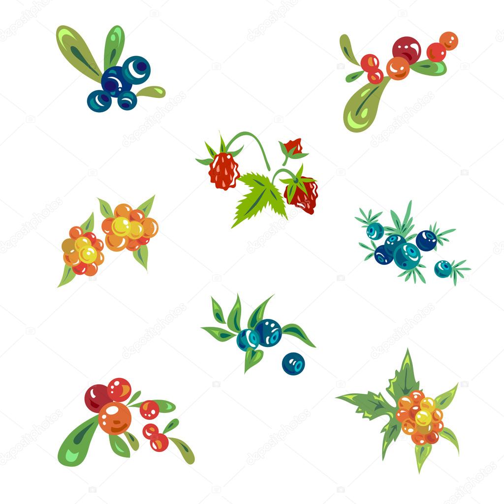 Northern berries on the white background