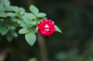 Bahçede güzel tek bir kırmızı gül