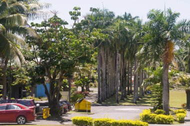 Suva, Fiji - 18 Kasım 2015: Sokak manzarası, palmiyeler seyahat fotoğrafı