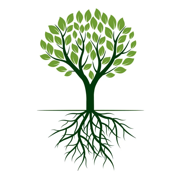 Green tree and Roots. Vector Illustration. — Stock Vector