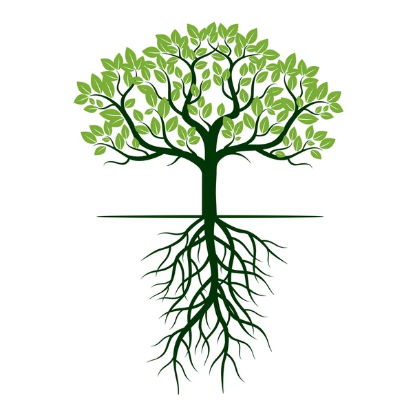 Árbol verde y raíces. Ilustración vectorial . — Vector de stock