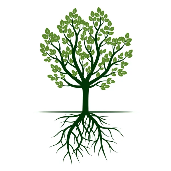 Árbol verde y raíces. Ilustración vectorial . — Vector de stock