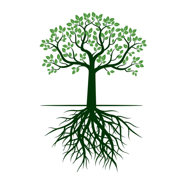 Árbol verde y raíces. Ilustración vectorial . — Vector de stock