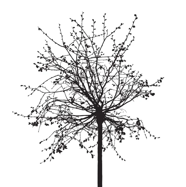Dead Tree without Leaves. Vector Illustration. — Stock Vector