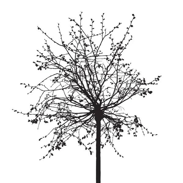 Dead Tree without Leaves. Vector Illustration. Vector Graphics