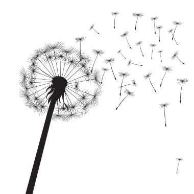 Siyah dandelions ve grafik elemanı. Vektör çizim.