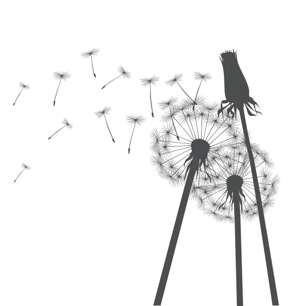 Grey dandelions and graphic element. Vector Illustration. — Stock Vector