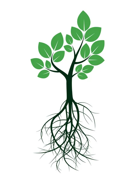 Green Spring Tree and Roots. Vector Illustration. — Stock Vector