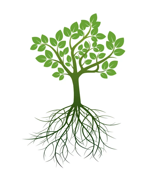 Árbol verde y raíces. Ilustración vectorial . — Vector de stock