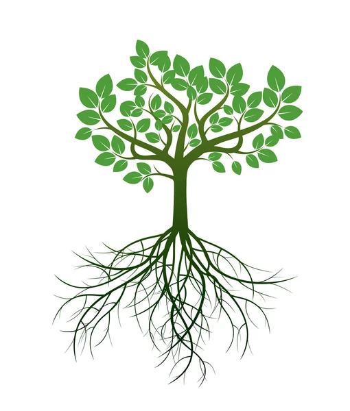 Groene boom en wortels. Vectorillustratie. — Stockvector