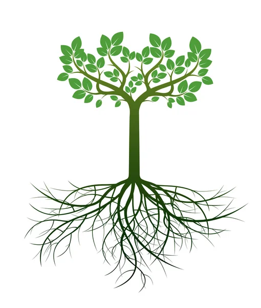 Grönskande träd och rötter. Vektor Illustration. — Stock vektor