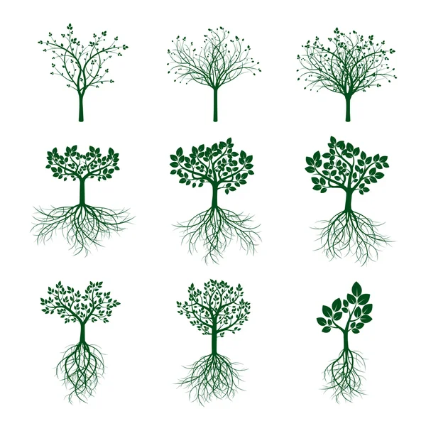 Zestaw zieleni drzew i korzeni. Ilustracja wektorowa. — Wektor stockowy