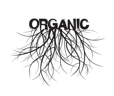 Organik ve kökleri. Vektör çizim.