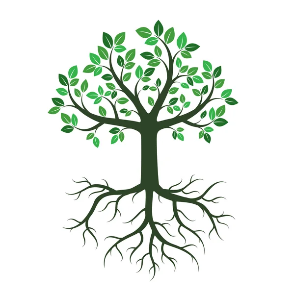 Καταπράσινα δέντρα. εικονογράφηση φορέας. — Διανυσματικό Αρχείο