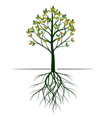 Yapraklı, meyveli ve köklü ağaç şekli. Vektör taslağı çizimi. Bahçede Bitki.