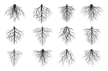 Bir takım siyah ağaç kökleri. Vektör taslağı çizimi. Bitki ve Bahçe.