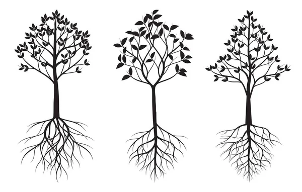 Yaprakları Kökleri Olan Bir Ağaç Seti Vektör Taslağı Çizimi Bahçede — Stok Vektör
