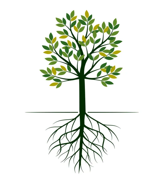葉や根を持つ木の形 ベクトル概要イラスト ガーデンに工場 — ストックベクタ