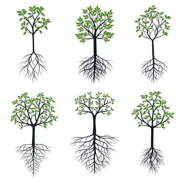 Conjunto Árboles Con Hojas Raíces Verdes Esquema Vectorial Ilustración Planta — Vector de stock