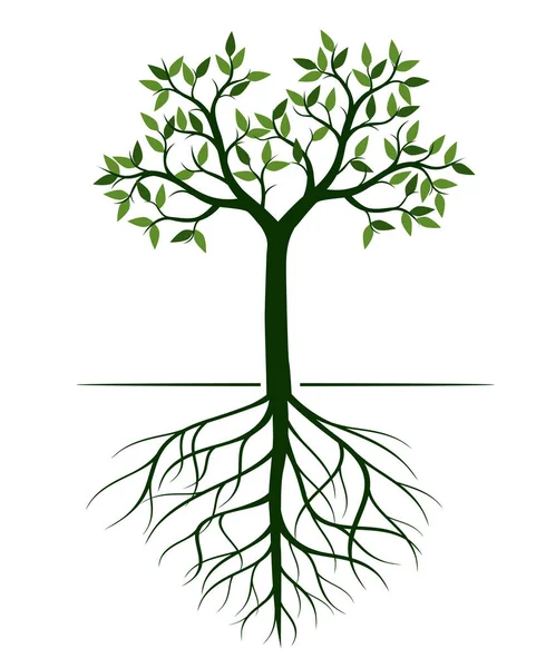 Arbre Vert Avec Feuilles Schéma Vectoriel Illustration Plante Dans Jardin — Image vectorielle