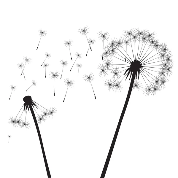 Black dandelions — Stock Photo, Image