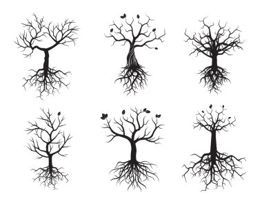 Dizi siyah ağaç ve kökleri