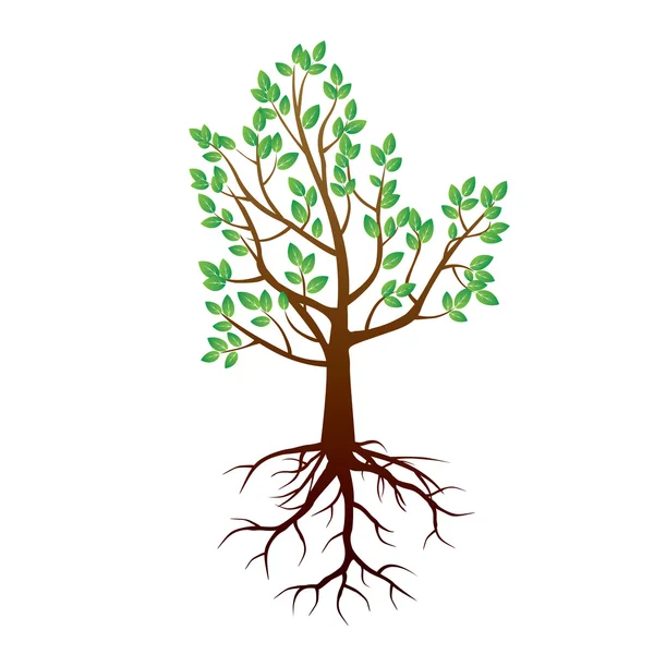 Träd och rötter. Vektor Illustration. — Stock vektor