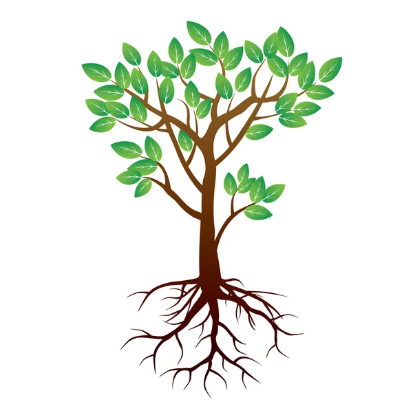 Summer Tree and Roots. Vector Illustration. — Stock Vector