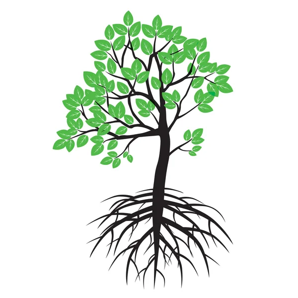 Summer Tree and Roots. Ilustração vetorial . —  Vetores de Stock