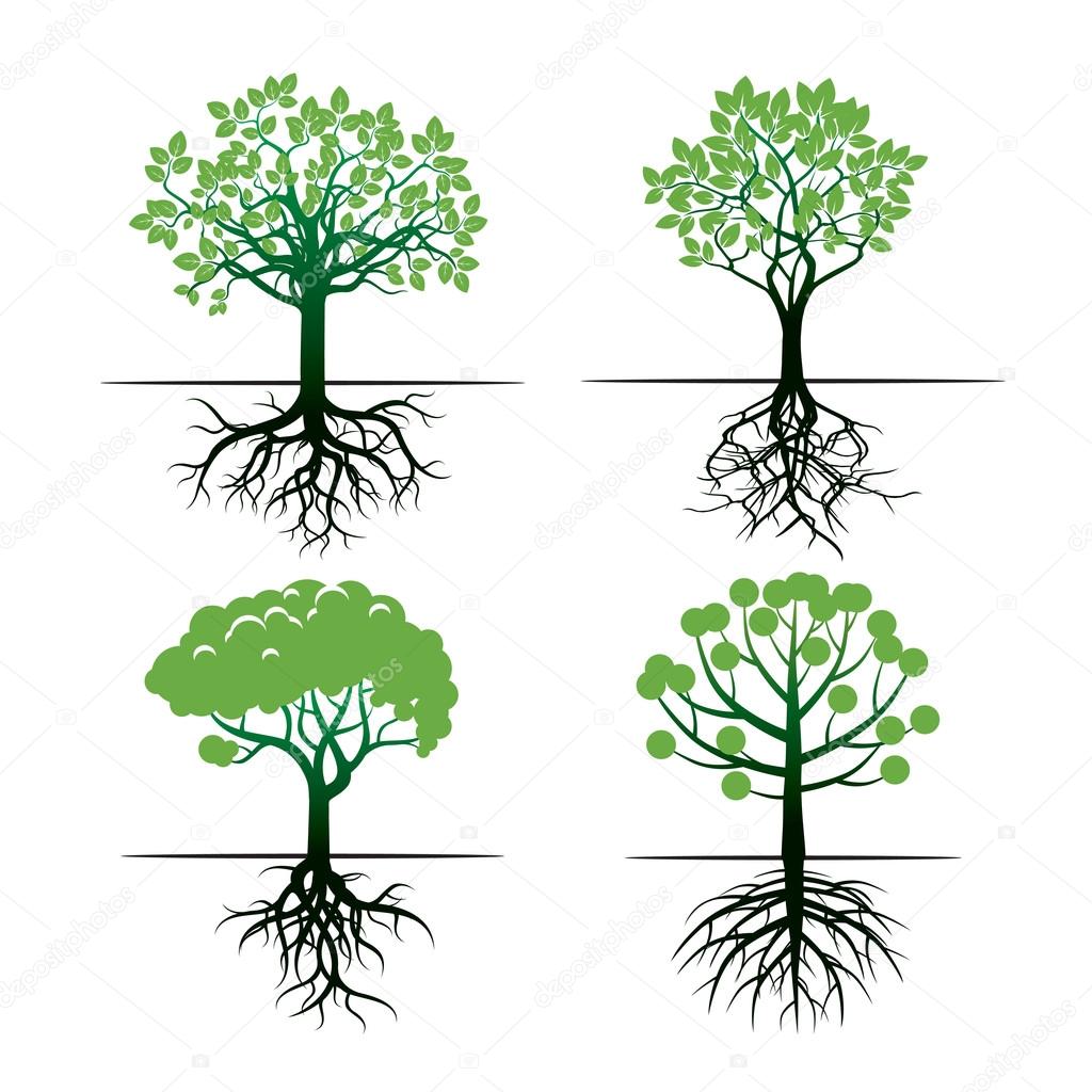 Set of Trees and Roots