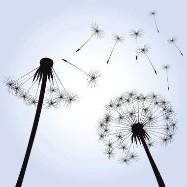Dandelions ve rüzgar. Vektör çizim.