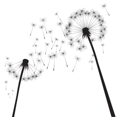 Siyah vektör karahindiba