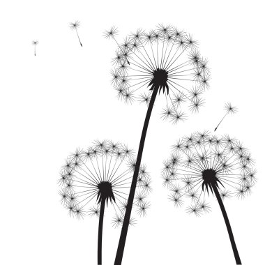 Siyah vektör karahindiba