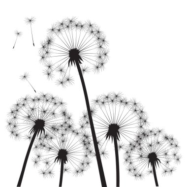 Siyah vektör karahindiba