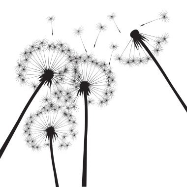 Siyah vektör karahindiba