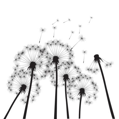 Siyah vektör karahindiba