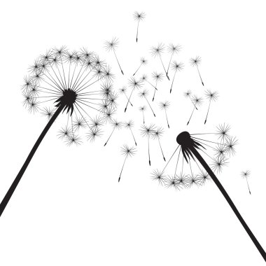 Siyah vektör karahindiba