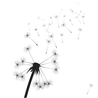 Siyah vektör karahindiba