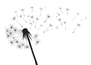 vektör çizim üfleme, karahindiba