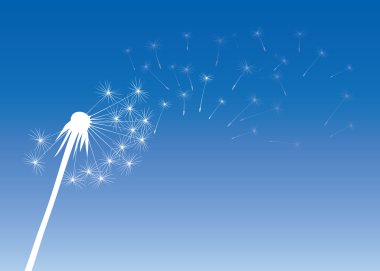 vektör çizim üfleme, karahindiba