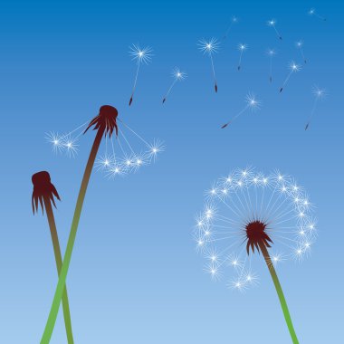 renk vektör dandelions