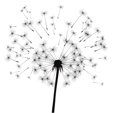 siyah vektör karahindiba