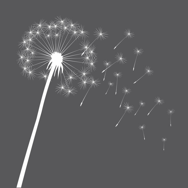 Grey vector dandelion