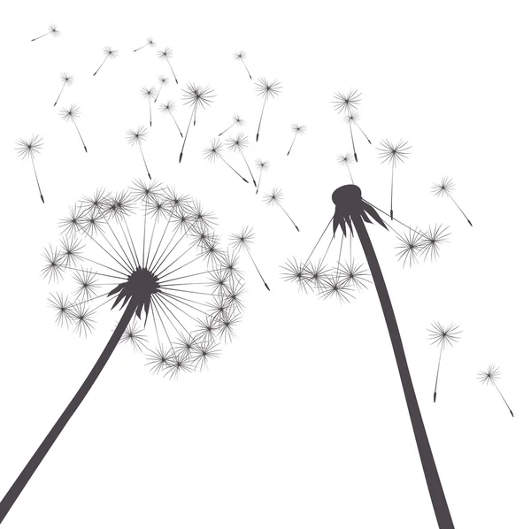 Grey vector dandelions — Stock Vector